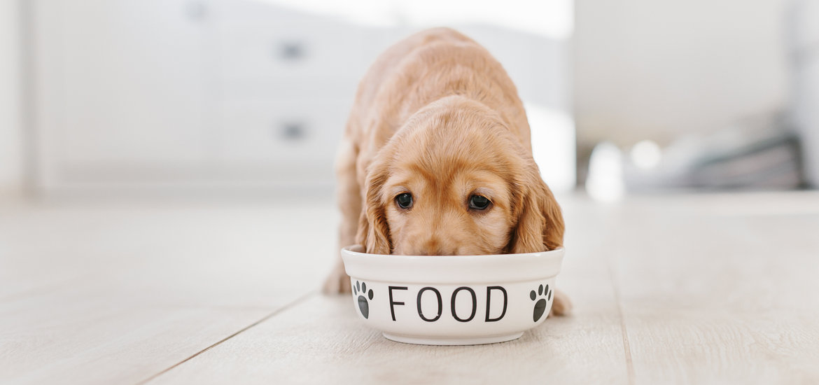 Pet Nutrition Guidance