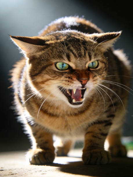 Why Do Cats Hiss Like Snakes? What Does This Behavior Mean?