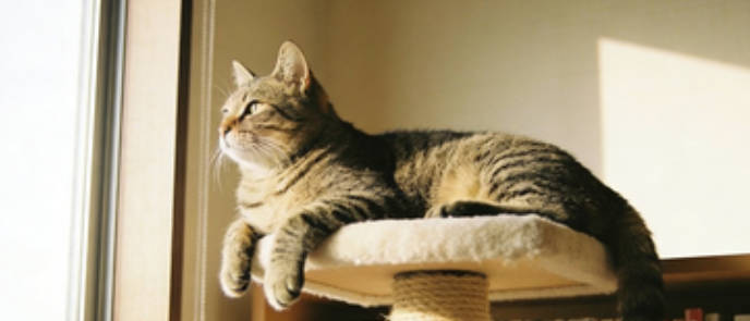 The cat climbs to a high place and gazes into the distance.