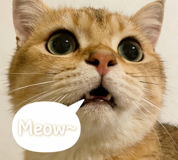 The sound of a cat being affectionate