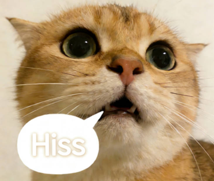 The cat looks like it wants to yawn or meow