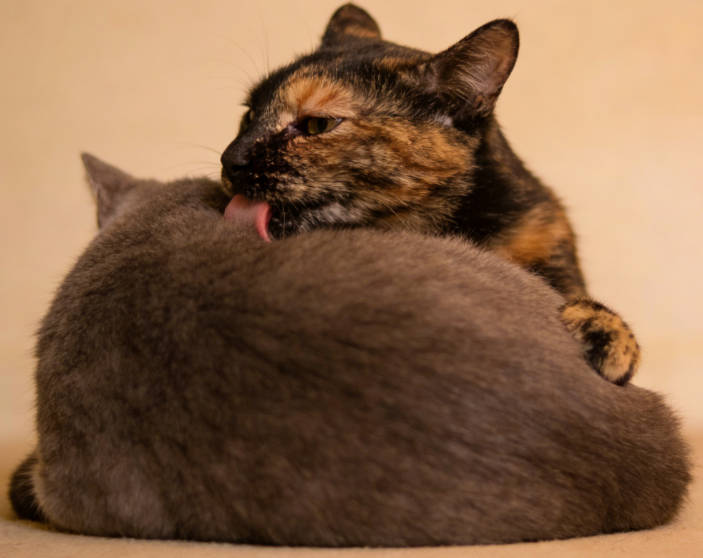 Helps relieve stress by grooming through licking