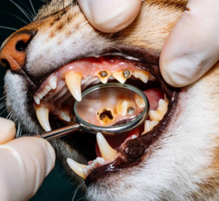 What is Tooth Resorption in Cats? Why Are My Cat’s Teeth Being “Eaten Away”?