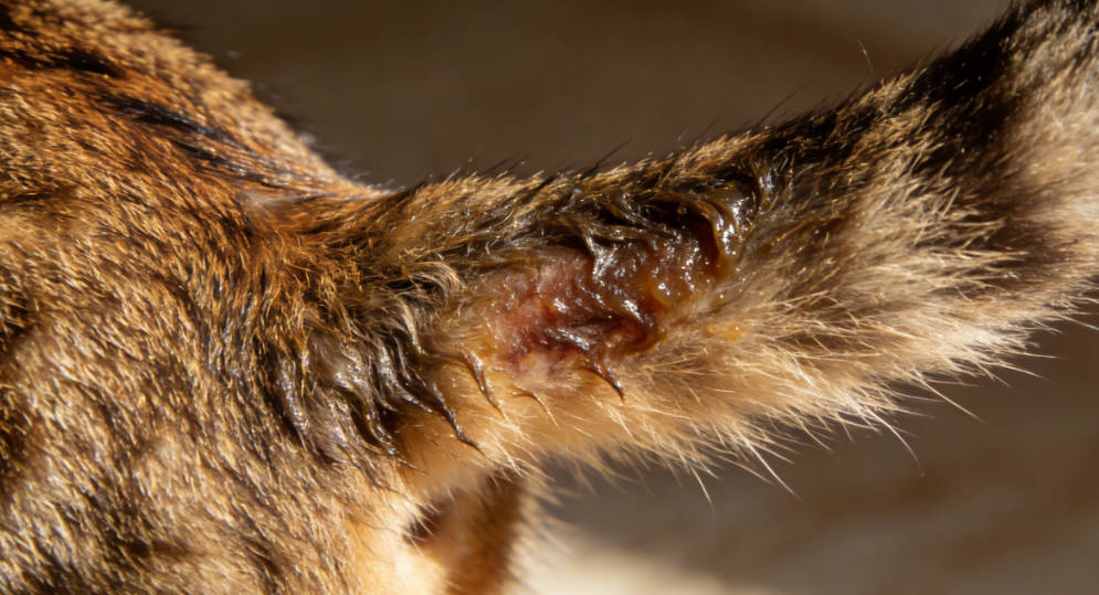 Early stage of cauda tail syndrome