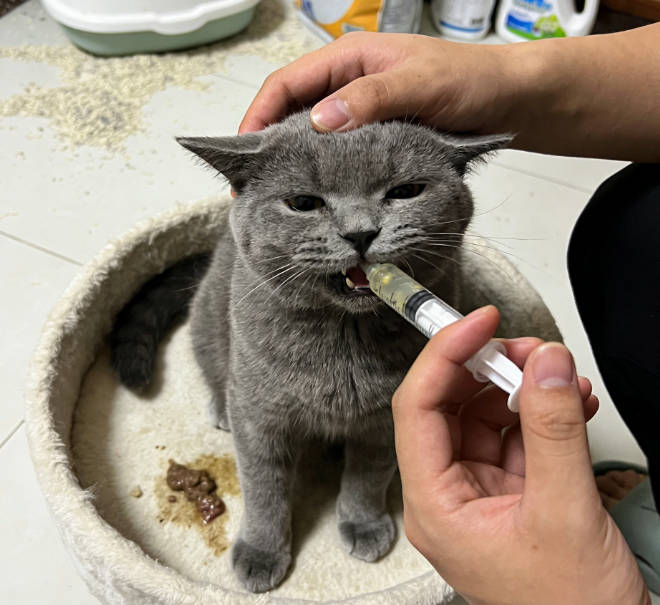 What Should I Do If My Cat Has Diarrhea and Tests Positive for Cryptosporidium?