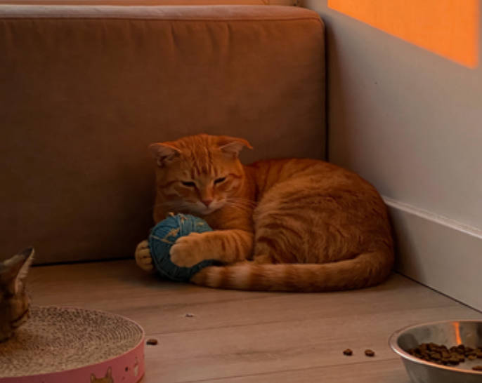 Do Cats Feel Anxiety and Sadness When a Companion is Gone?