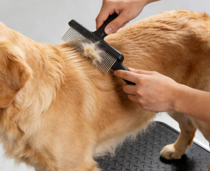 Pet Grooming 101: Essential Tips for Dog Owners